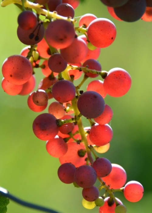 Roter Riesling ANT 6324
